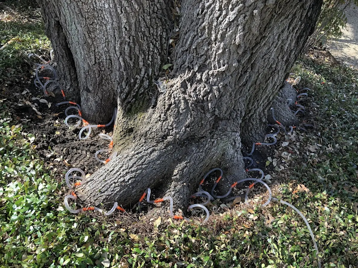 Detailed Tree Cabling and Bracing job site in Conover